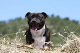 STAFFIE 360